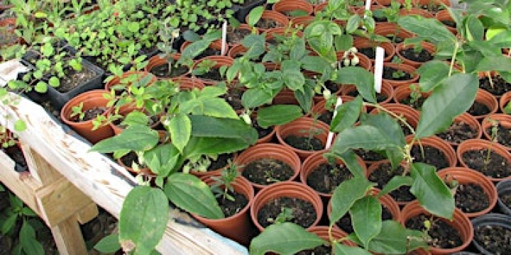 Propagation - Plants for Free | Naturally Useful