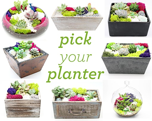 Plant Nite: Make a Succulent Terrarium | SaltFire Brewing