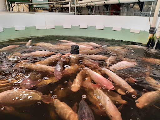 Recirculation Aquaculture & Aquaponics Workshop | Bow Habitat Station & Sam Livingston Fish Hatchery