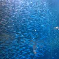 名古屋港水族館 は1日中楽しめる