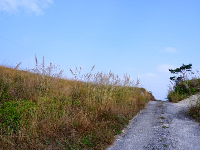 芒草仙境