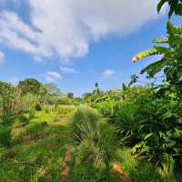 Countryside escape to Bollywood Veggies