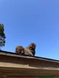 高崎山自然動物園🐒⛰