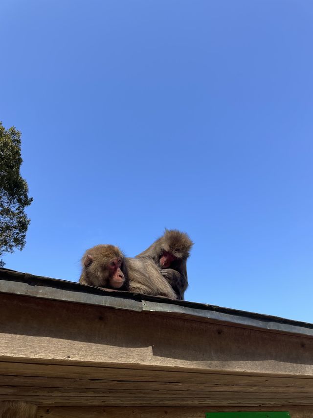 高崎山自然動物園🐒⛰