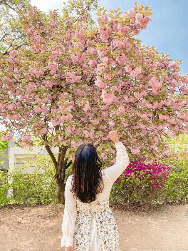 [겹벚꽃 명소] 이번주에 만개 100% 🌸 보라매공원 다녀온 후기 :)