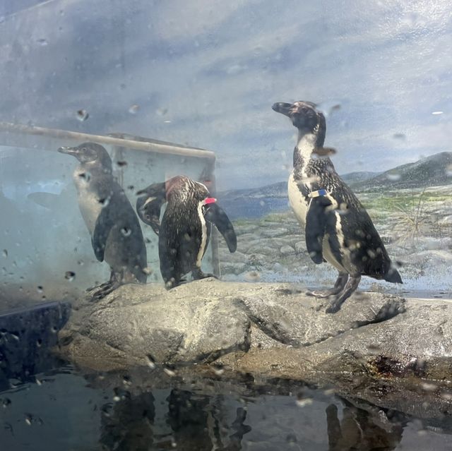 新江ノ島水族館