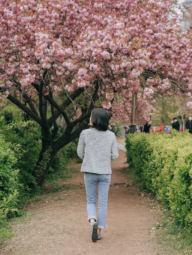 겹벚꽃 명소 보라매공원💜