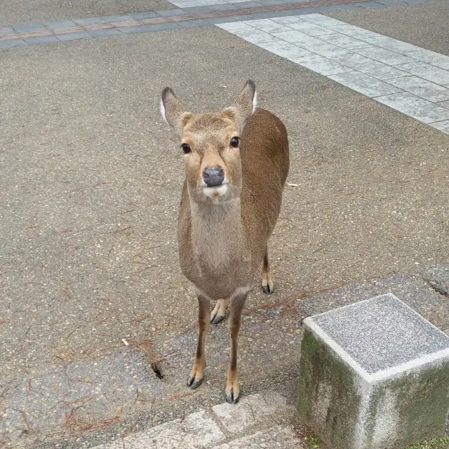 일본 나라 사슴공원 🦌
