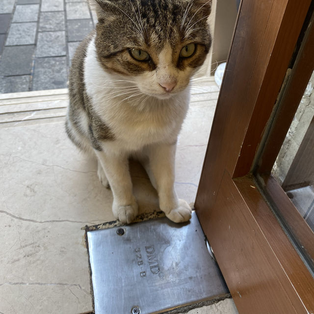 istanbul cats 