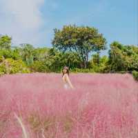 ⛰️가을이 가득히 피어난 아름다운정원 [제주, 마노르블랑]
