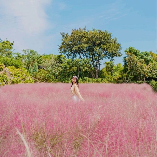 ⛰️가을이 가득히 피어난 아름다운정원 [제주, 마노르블랑]