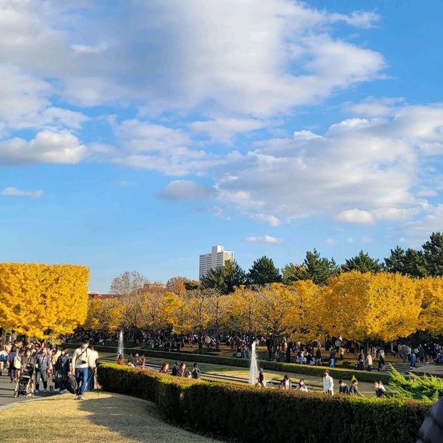 Yellow leaves, Ginkgo Tree!