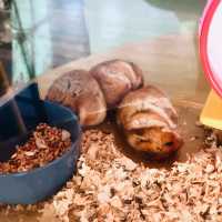 Rabbit petting farm in Bukit Tinggi