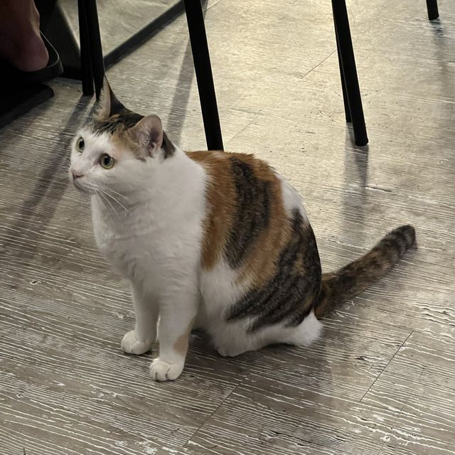 貓之谷！貓星人甜蜜時光！地球其實有好多愛心爆棚嘅貓奴！🐱喵