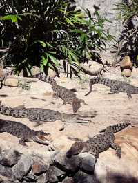 Crocodile Adventureland Langkawi 🐊✨