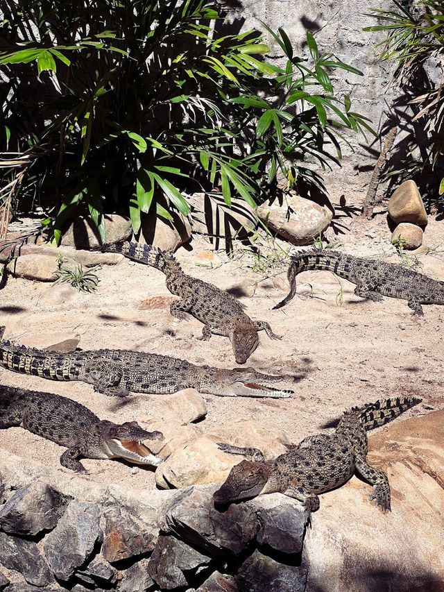 Crocodile Adventureland Langkawi 🐊✨