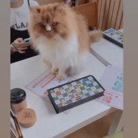 喵🐱cafe 之初體驗☕️