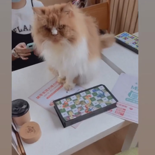 喵🐱cafe 之初體驗☕️