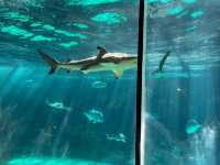 レトロな感じが逆に良い？！須磨水族館🐟