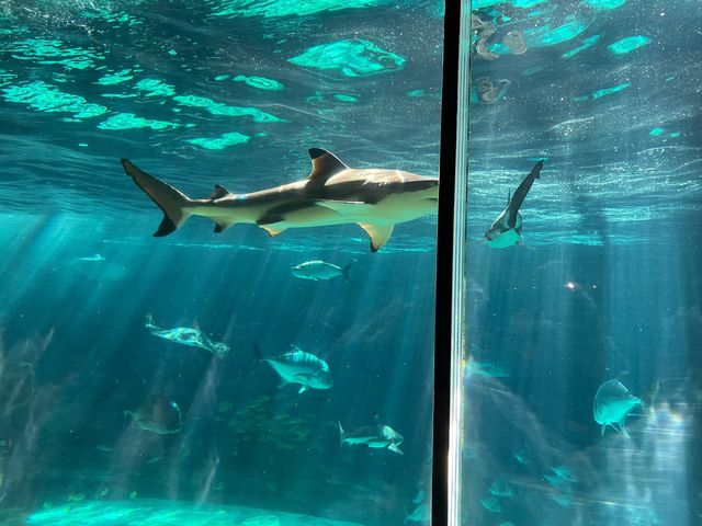 レトロな感じが逆に良い？！須磨水族館🐟