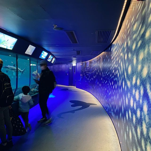 海洋公園-鯊魚探秘 海洋公園-鯊魚探秘