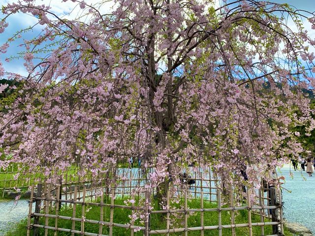 京都　KYOTO SAKURAめぐり❗️渡月橋から嵐山公園中之島地区まで散策してみた！