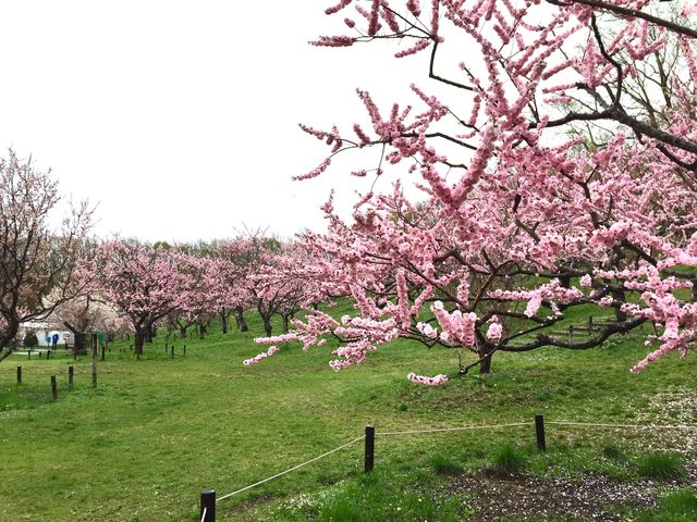 Plum blossoms in Japan 🌸