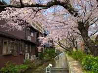 京都　KYOTO SAKURA桜めぐり❗️高瀬川沿いの桜に感動❗️