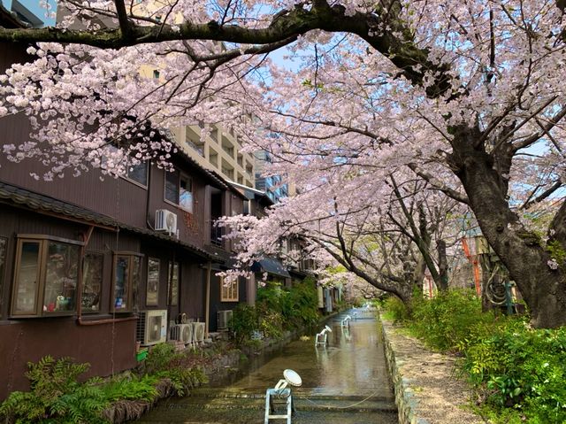 京都　KYOTO SAKURA桜めぐり❗️高瀬川沿いの桜に感動❗️