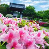 京都にインドブッダガヤの大塔が