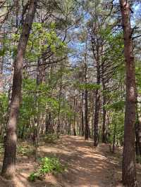 강원도 양양 하조대 근처 솔밭뷰 북카페, 솔밭길 산책은 어때요 🌲