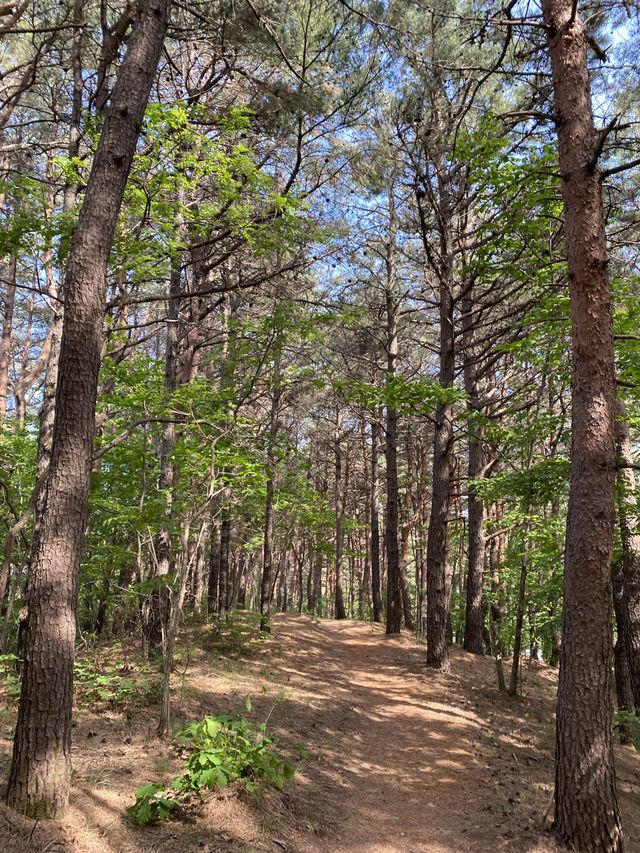 강원도 양양 하조대 근처 솔밭뷰 북카페, 솔밭길 산책은 어때요 🌲