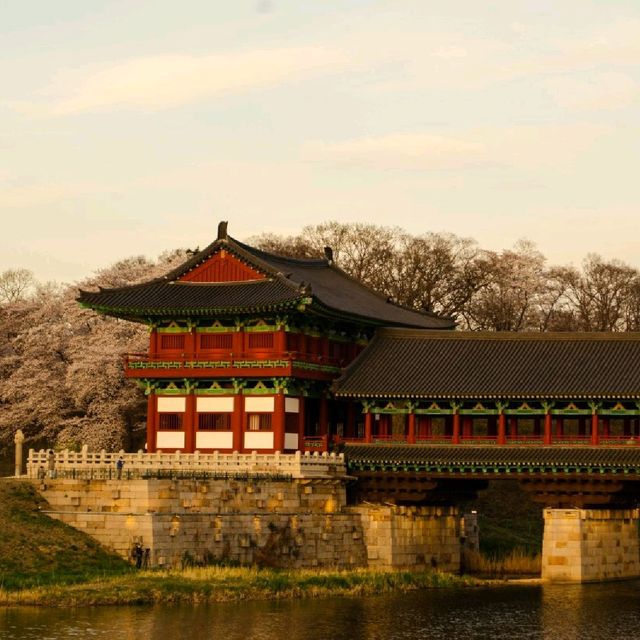 [경주] 벚꽃&야경명소 월정교