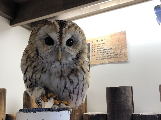 【東京】100羽の鳥ちゃん達と触れ合える