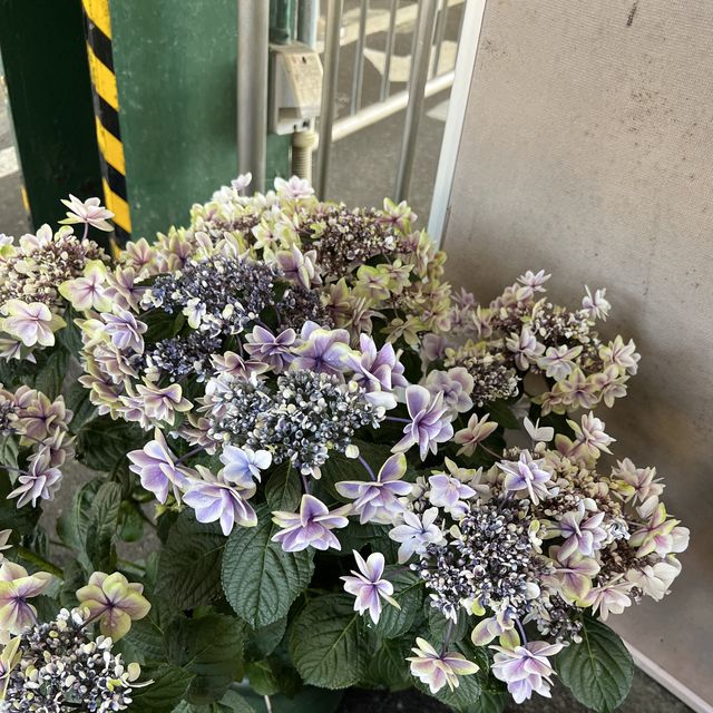 【神奈川】紫陽花を見ながら電車の旅