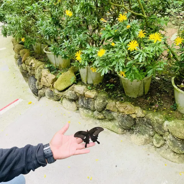 BEAUTIFUL BUTTERFLY FARM CAMERON HIGHLANDS 