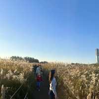 노을 맛집 억새 가득한 “하늘공원”🌾💛