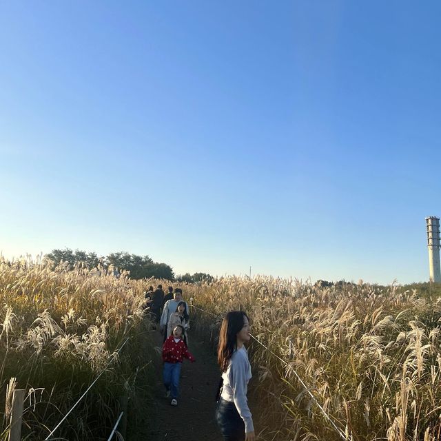 노을 맛집 억새 가득한 “하늘공원”🌾💛