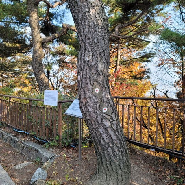 [풍경 핫플] 단풍이 아름다운 산_북악산