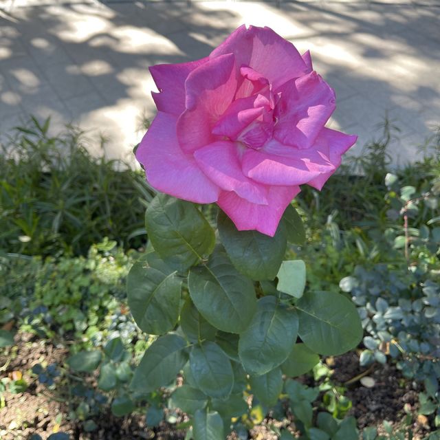 超靚秘密賞櫻花園