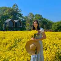 ชมสวนดอกเก๊กฮวยและ จิบน้ำเก็กฮวยสดๆถึงสวนฟรี