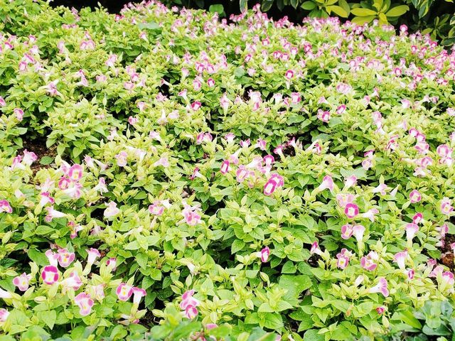 花悅滿城花卉展覽