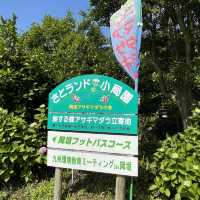 旅する蝶々