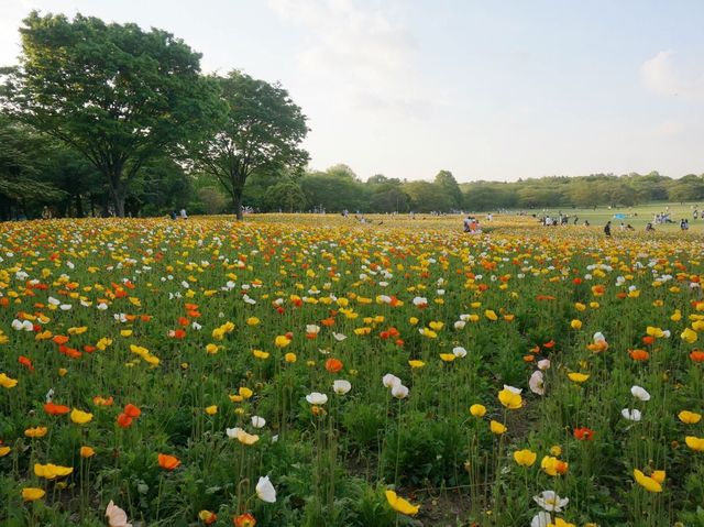 東京賞花好去處｜花卉節🤩🤩🌹🌺