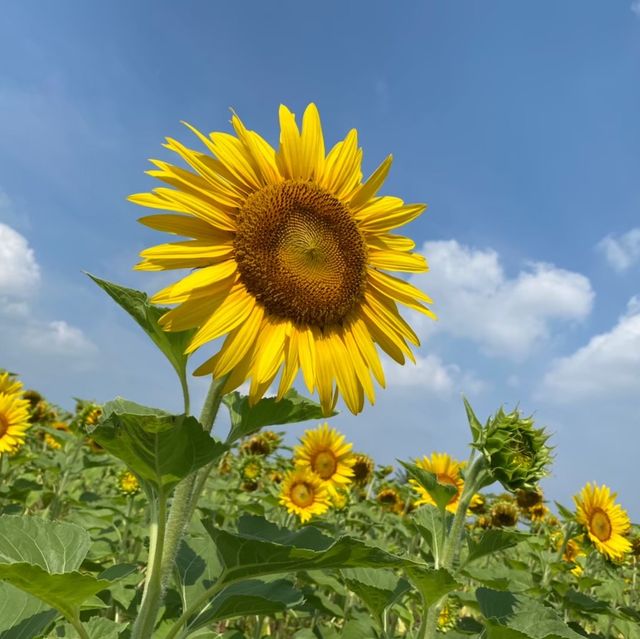 【大阪府】ひまわり畑で過ごす夏休み！