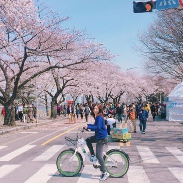 벚꽃명소, 여의도 벚꽃길 🌿