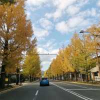 ใบไม้เปลี่ยนสีที่ถนนสู่ภูเขาทาคาโอะ