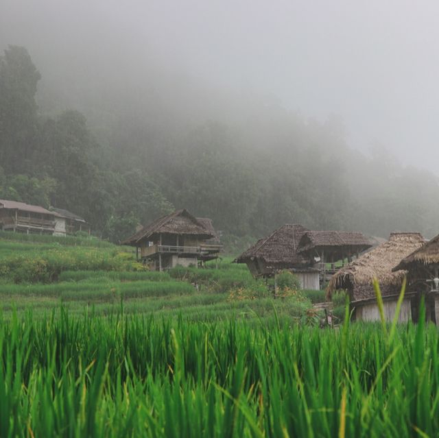 บ้านป่าบงเปียง สัมผัสสีเขียว สีสันแห่งธรรมชาติ