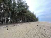 Pine Forest by the Beach