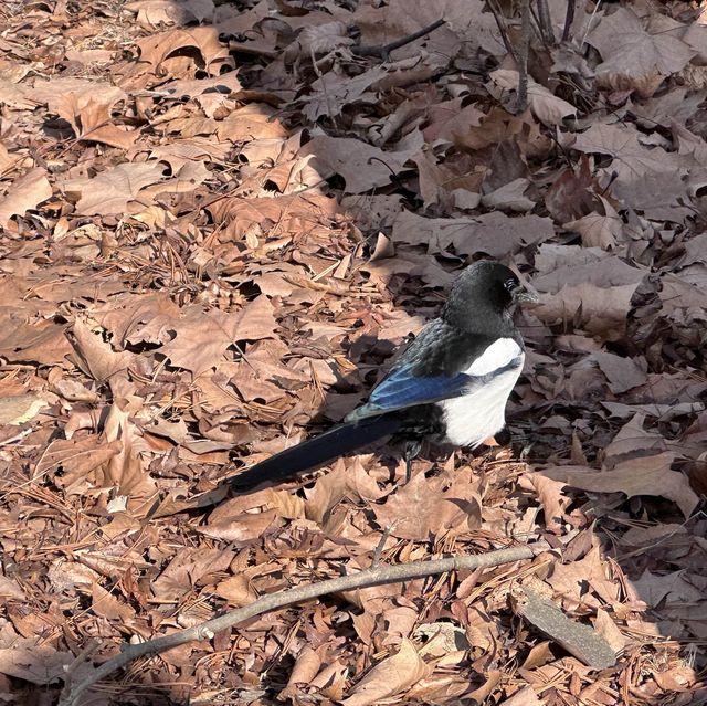 動物多過旅客的公園